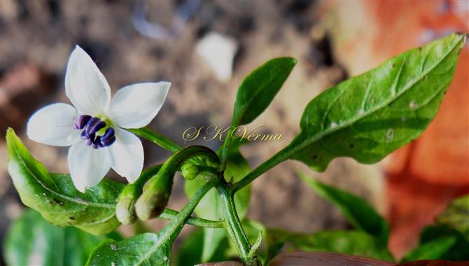  Inflorescence